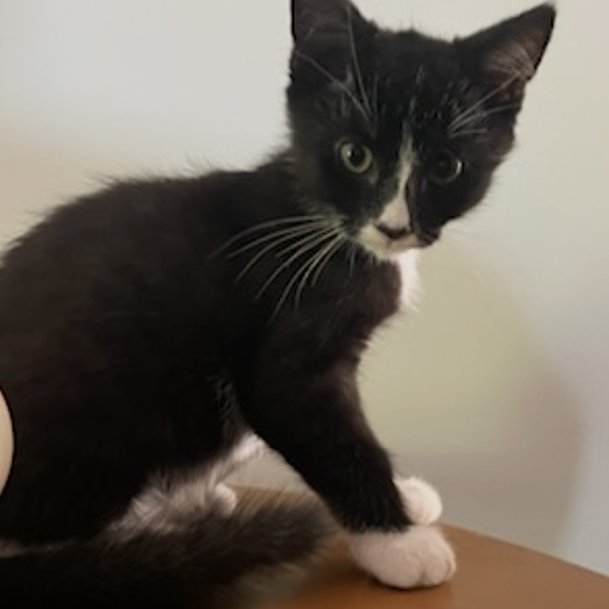 Fiver, an adoptable Domestic Short Hair in Talent, OR, 97540 | Photo Image 1