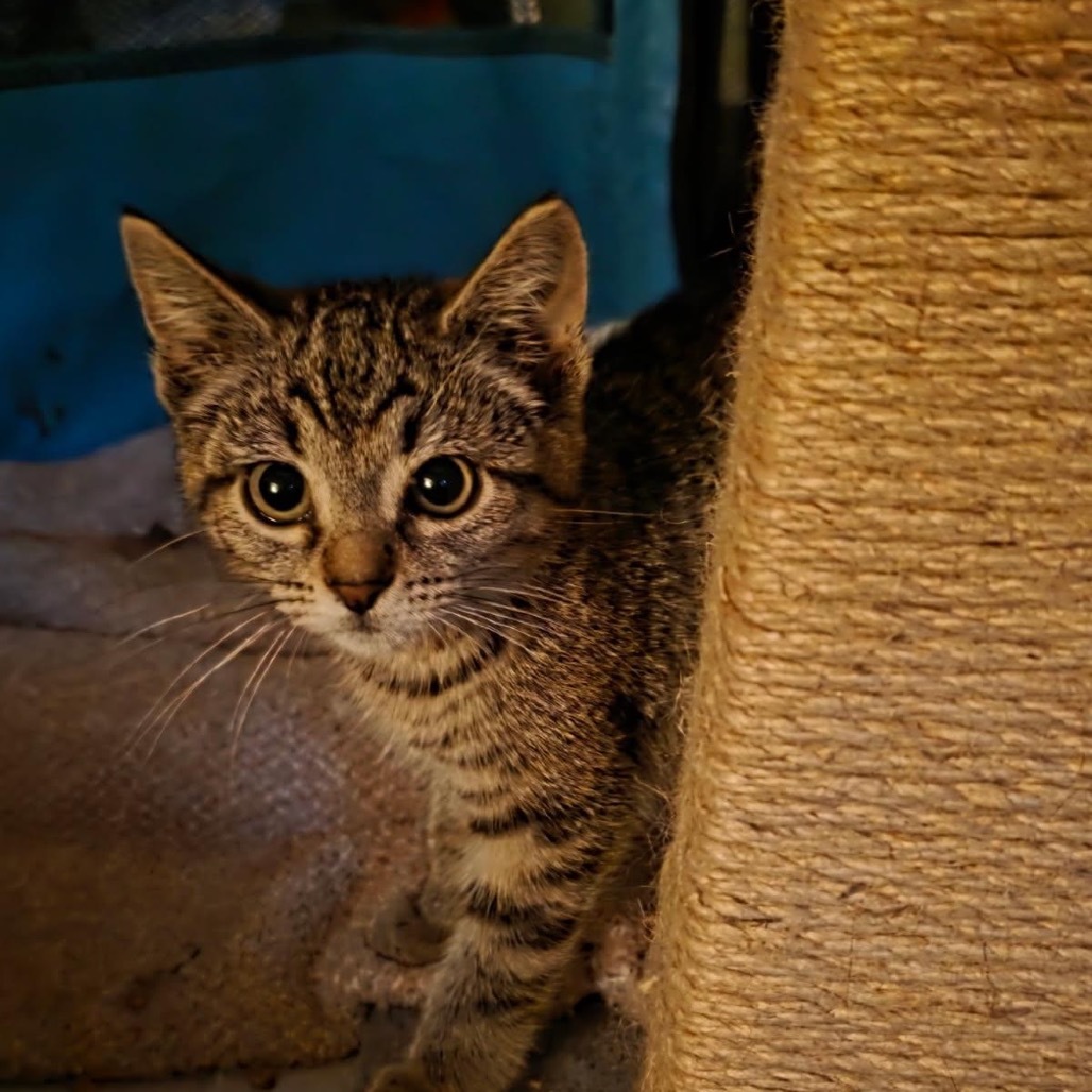 Kelly, an adoptable Domestic Short Hair in Talent, OR, 97540 | Photo Image 1