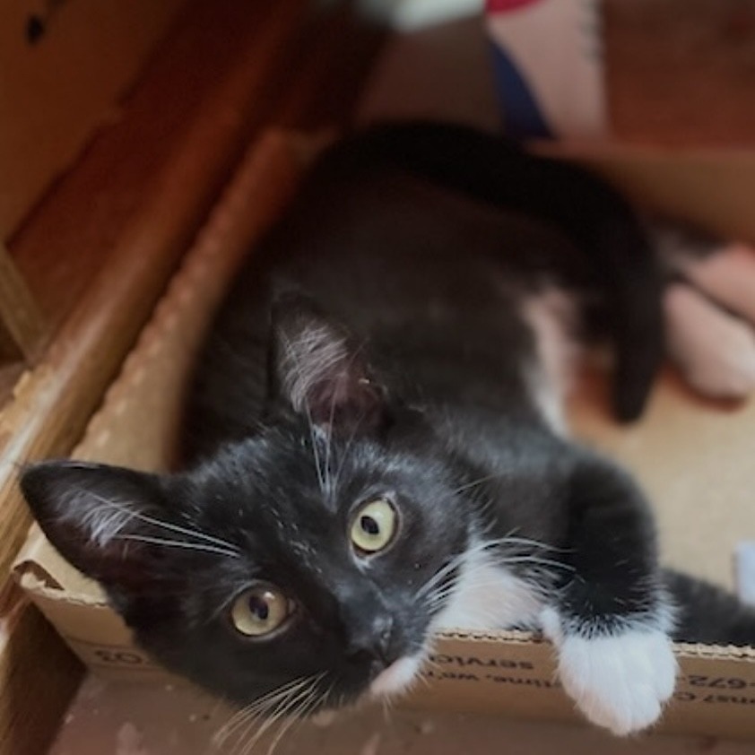 Hazelnut, an adoptable Domestic Short Hair in Talent, OR, 97540 | Photo Image 2