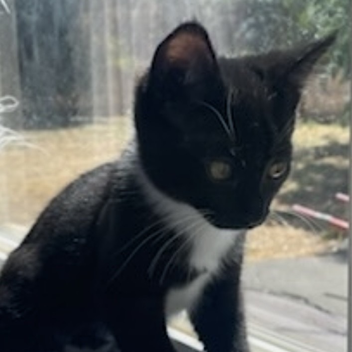 Hazelnut, an adoptable Domestic Short Hair in Talent, OR, 97540 | Photo Image 3