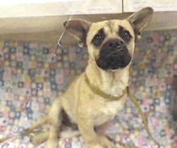 Joey (A116447)