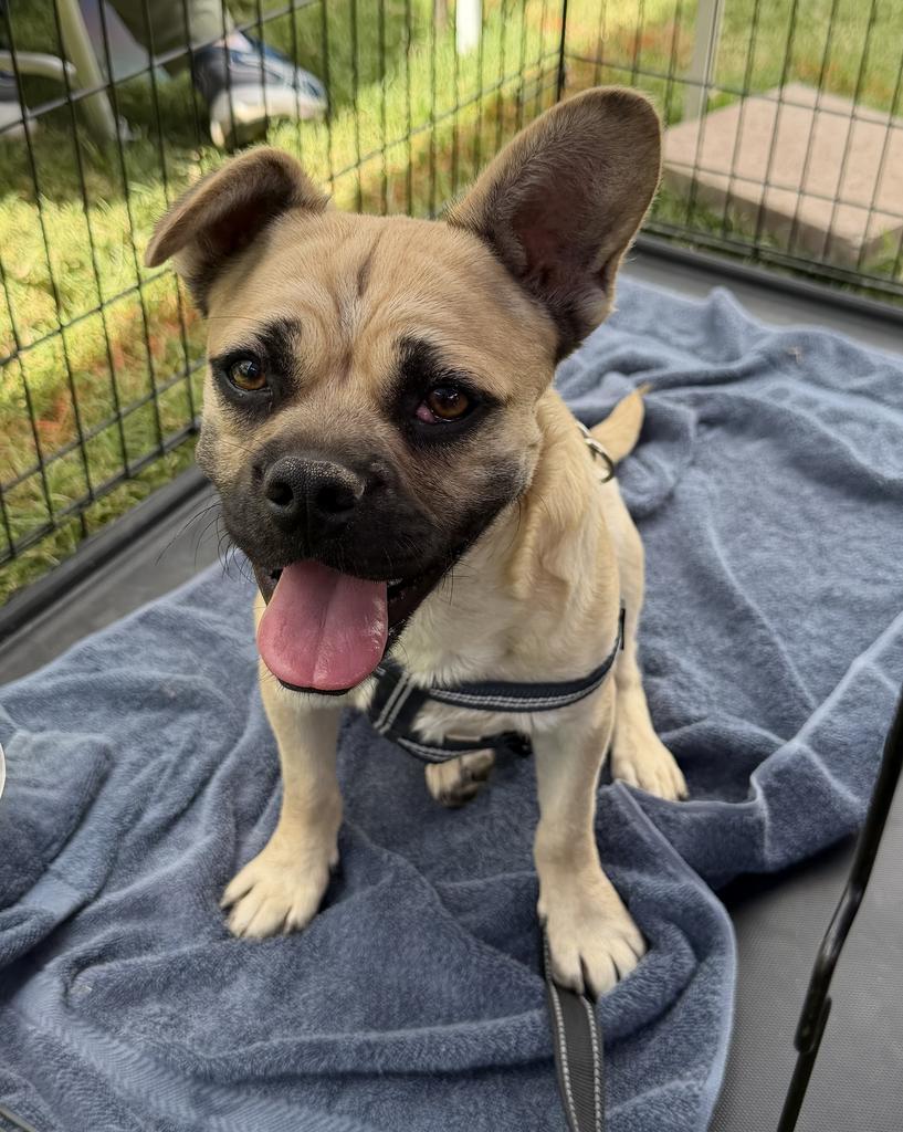 Joey (A116447)