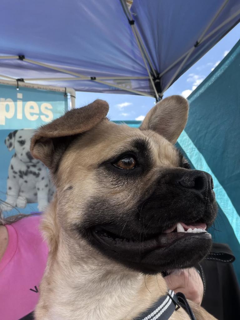 Joey (A116447)