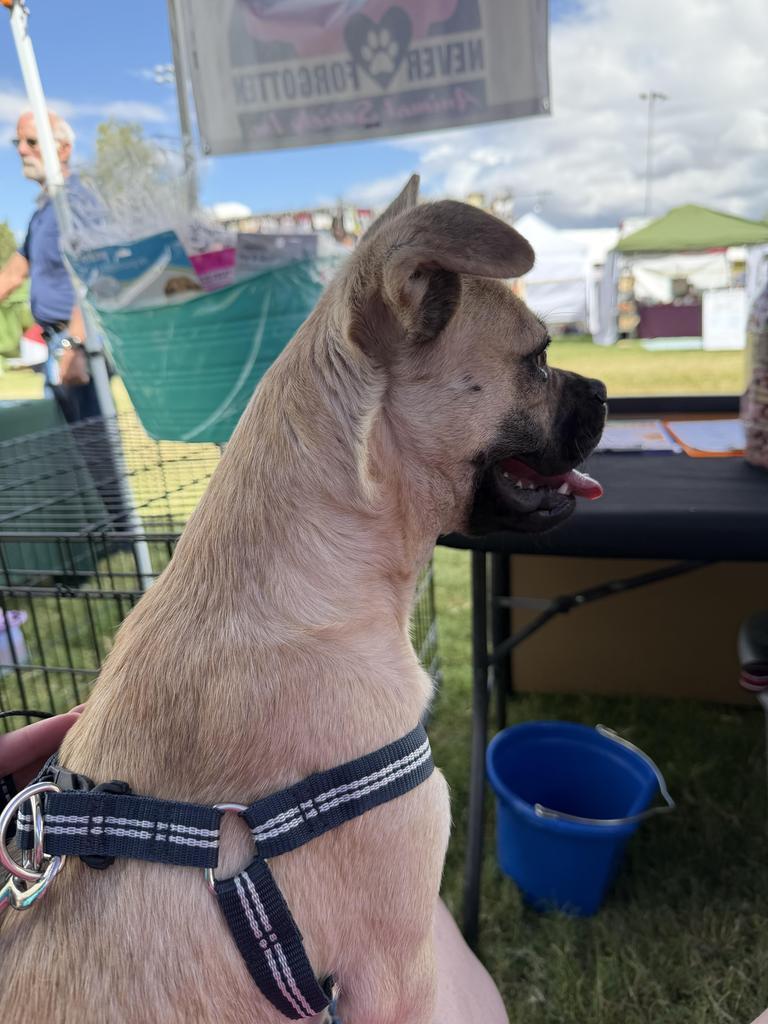 Joey (A116447)