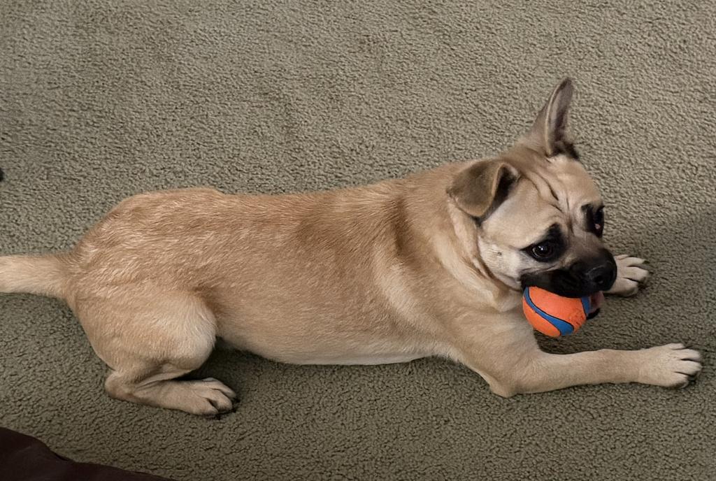 Joey (A116447)