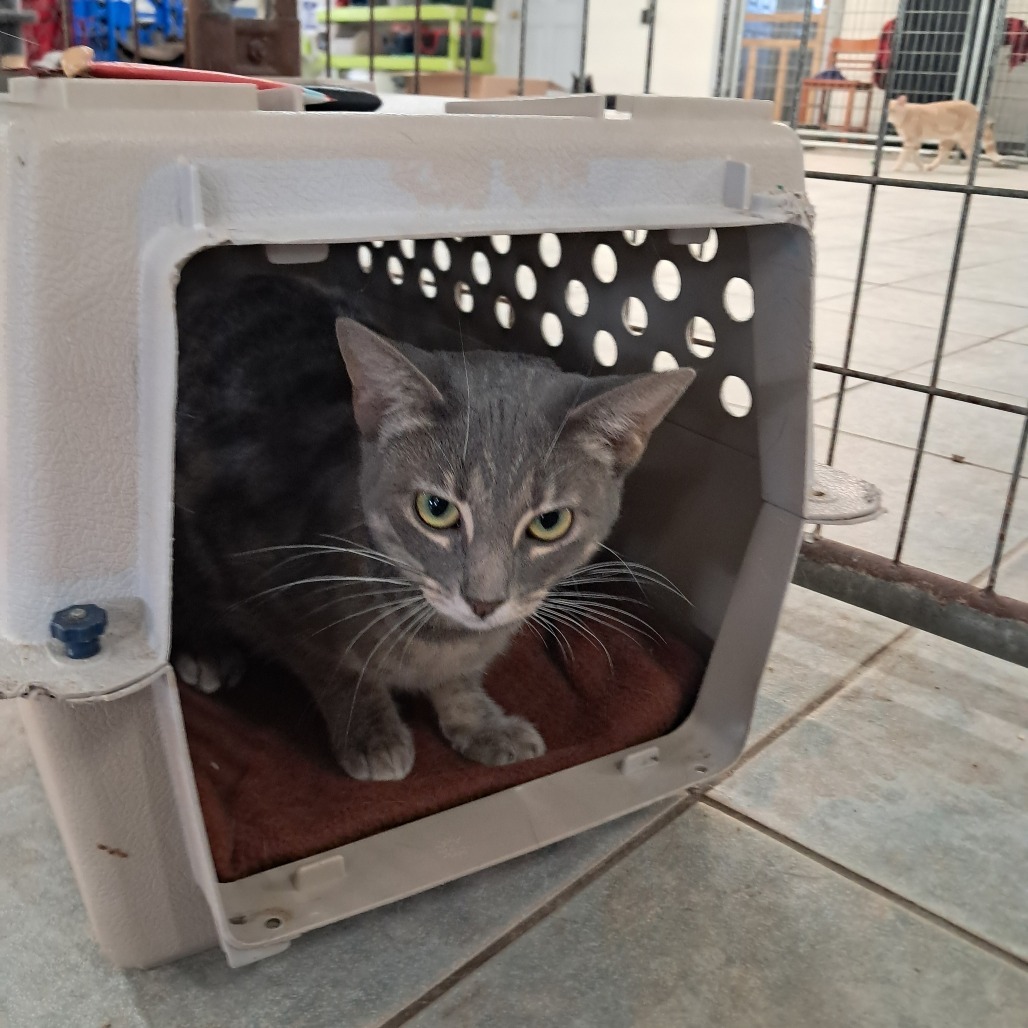 Sharon (Vestal PetSmart)