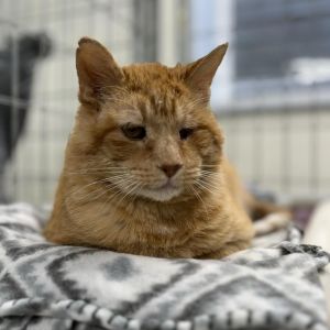 Redd, Senior Male unknown