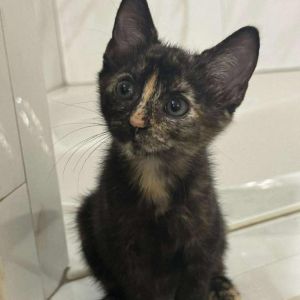 Izzy, Baby Female unknown