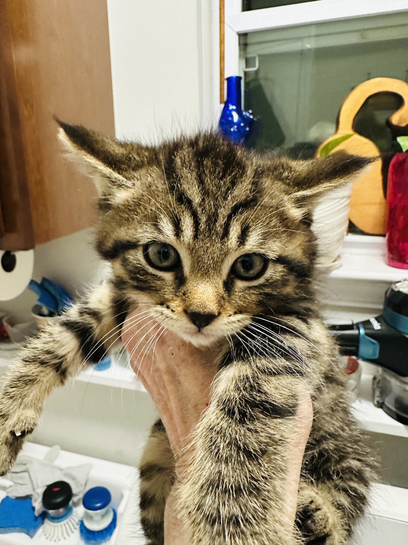 Bart (must be adopted with Mylo)