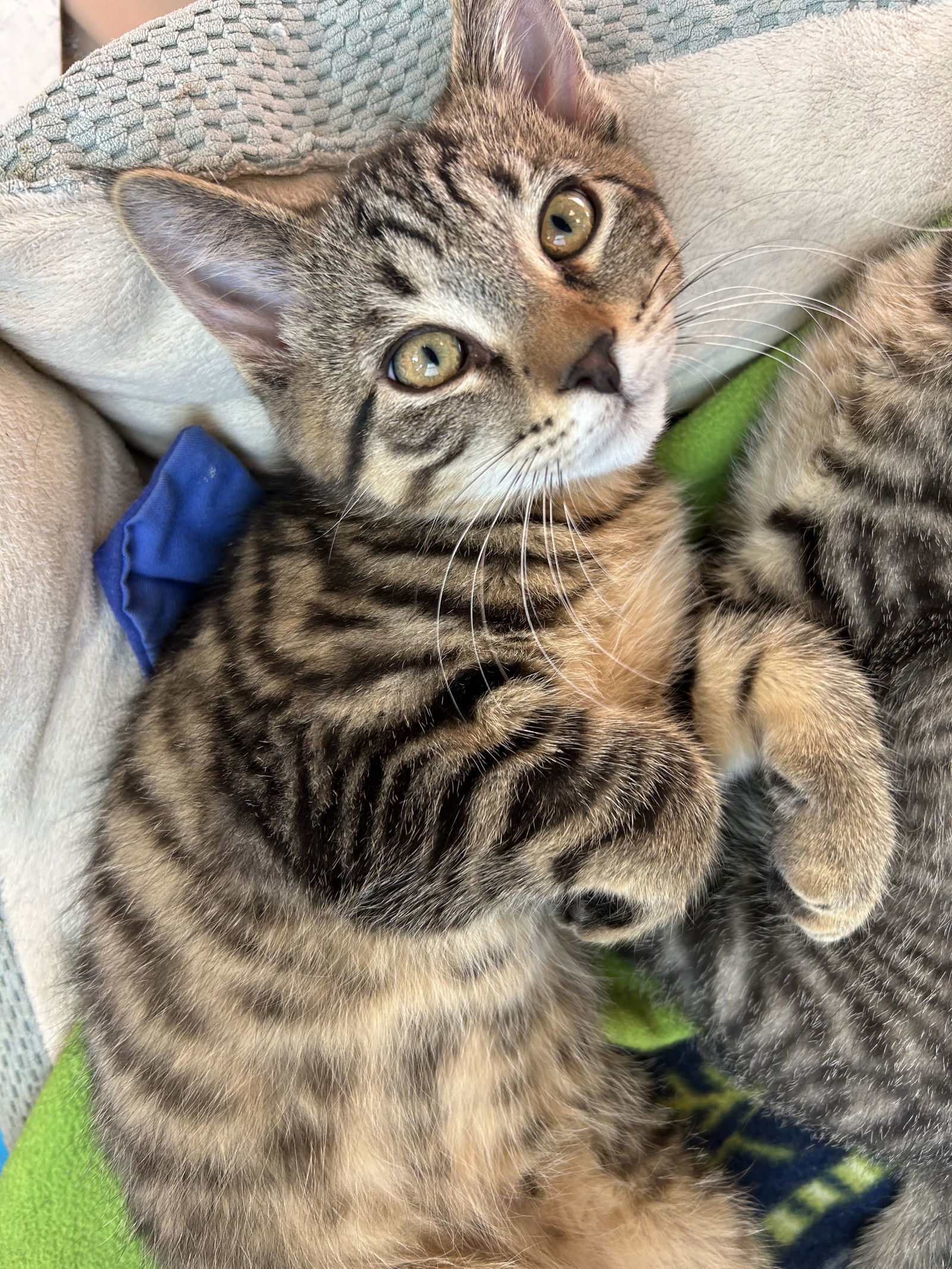 Bart (must be adopted with Mylo)