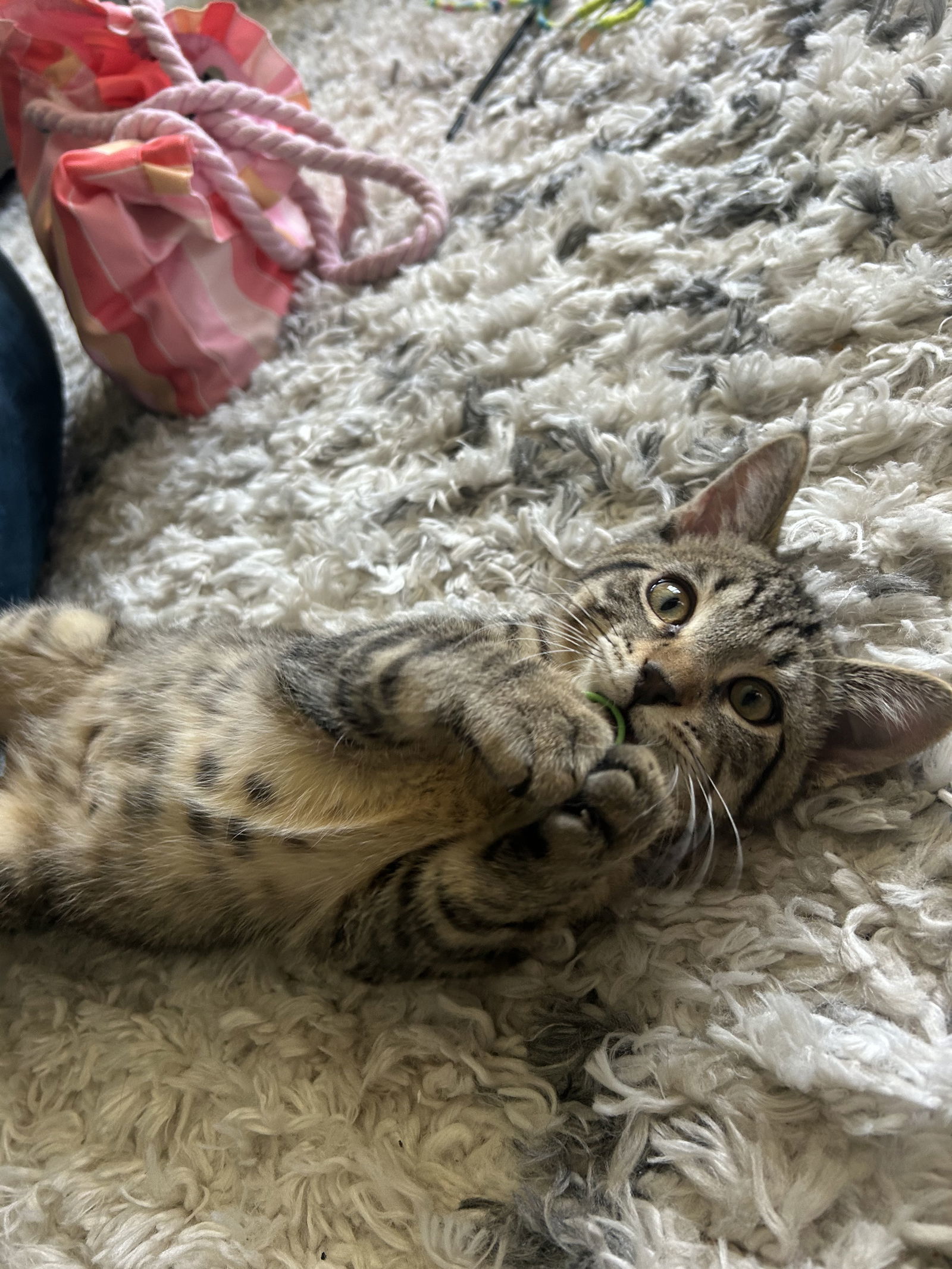 Bart (must be adopted with Mylo)