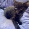 Lola photo 2