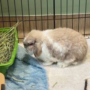 Whisky, Adult Female unknown