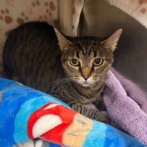 Minnie, Adult Female unknown