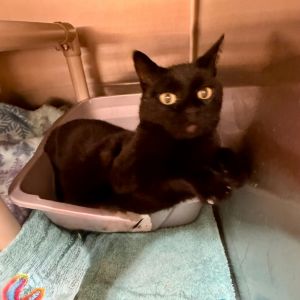 Sirius Black, Senior Male unknown