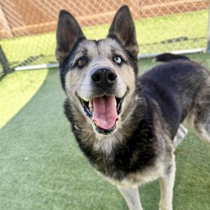 Kenzi, Adult Female unknown