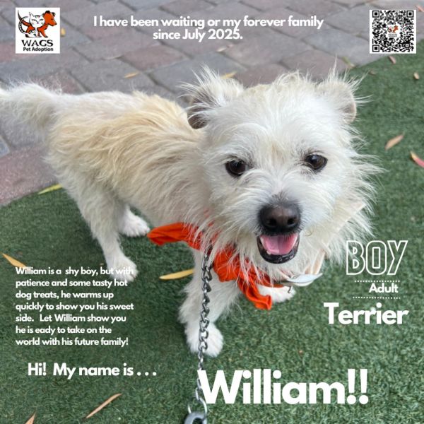 カイ Dogs For Adoption At Orange County Shelters | OC Shelter Pets