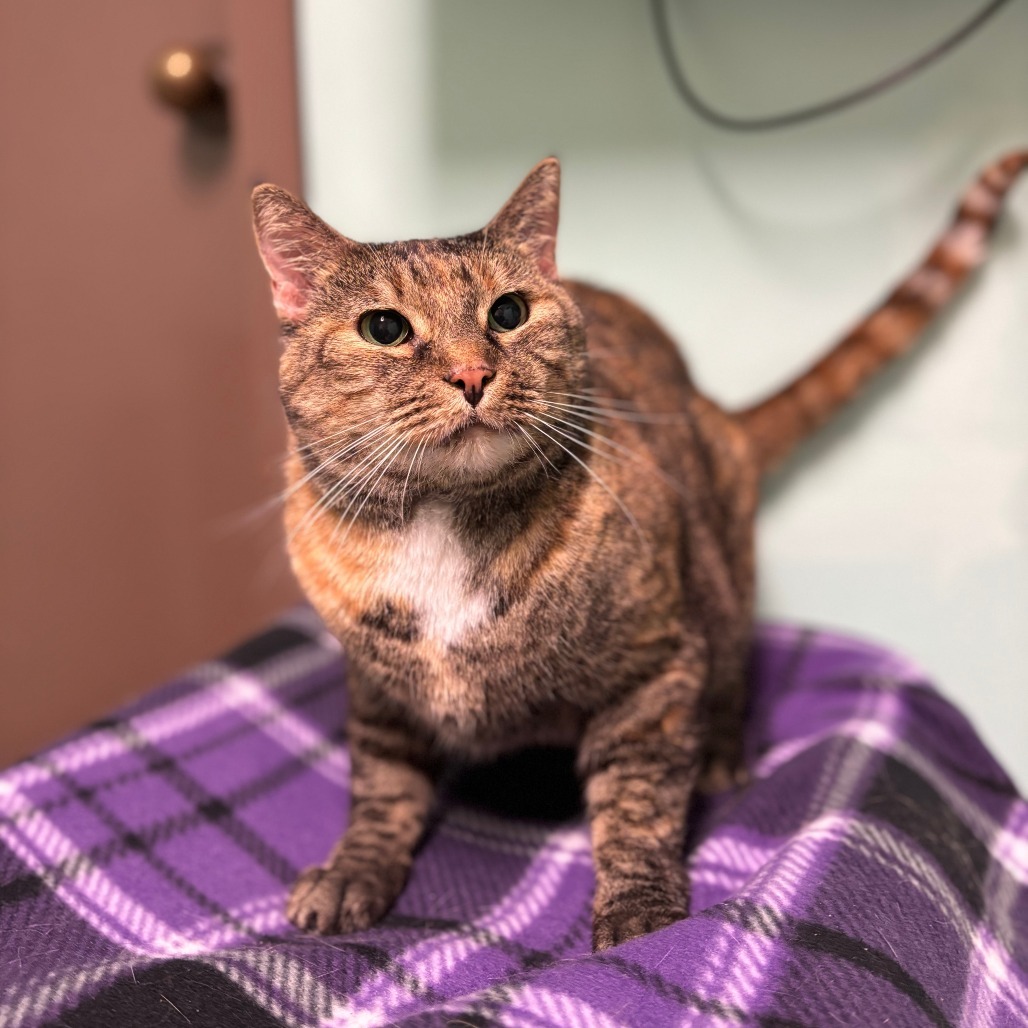 Cadence--In Foster, an adoptable Domestic Short Hair in Fargo, ND, 58102 | Photo Image 1