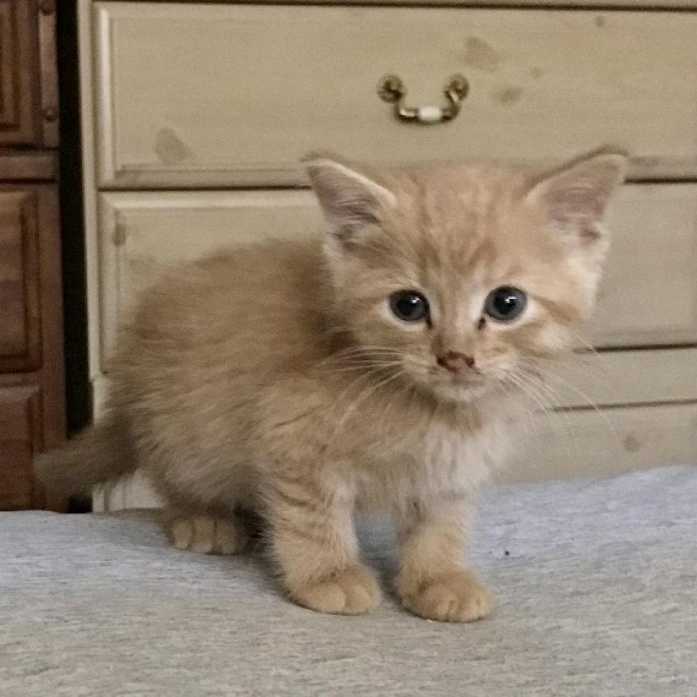 Baby Bel