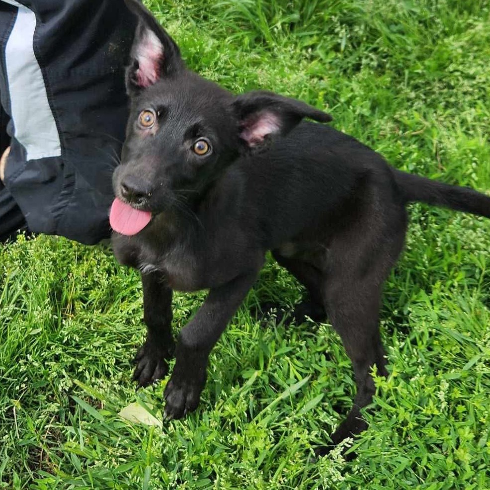 Reggie (AKA Billie)