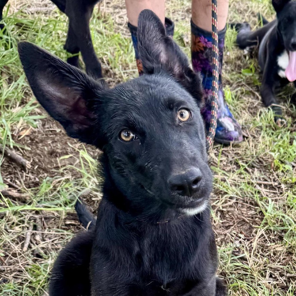 Reggie (AKA Billie)