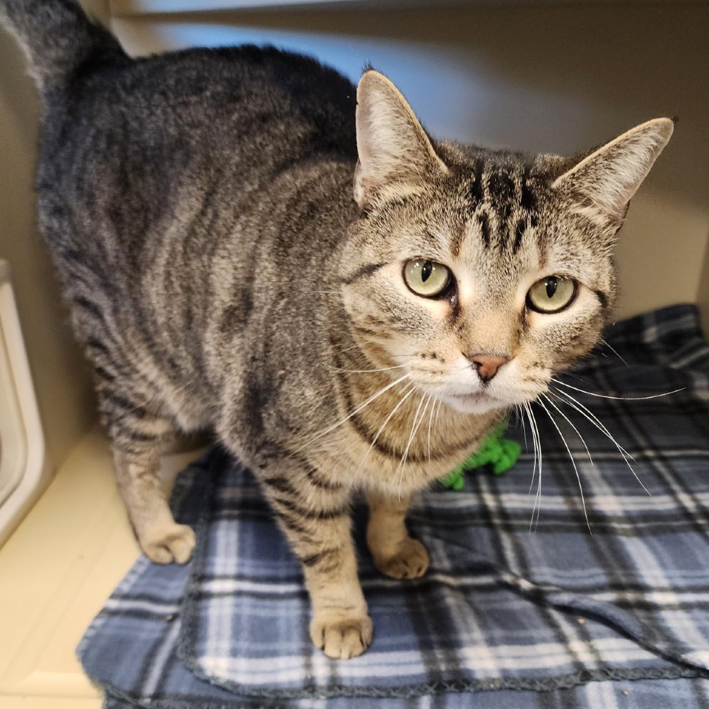 Buttercup, an adoptable Domestic Short Hair in Cody, WY, 82414 | Photo Image 1