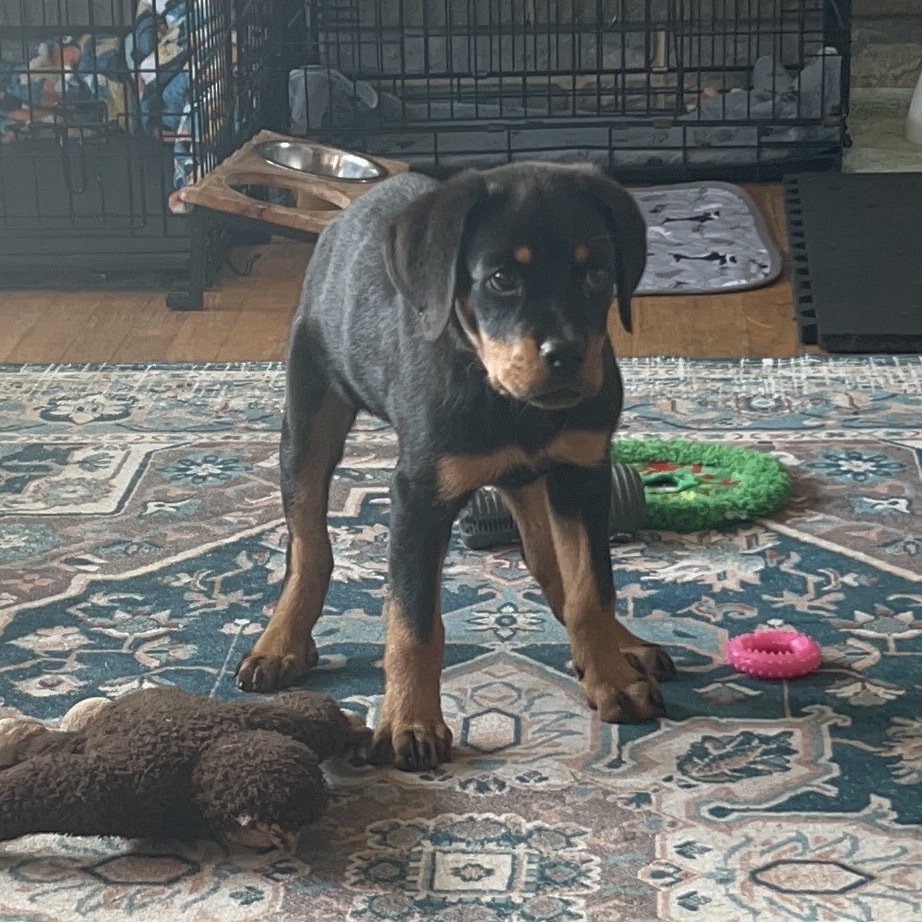 Nessie