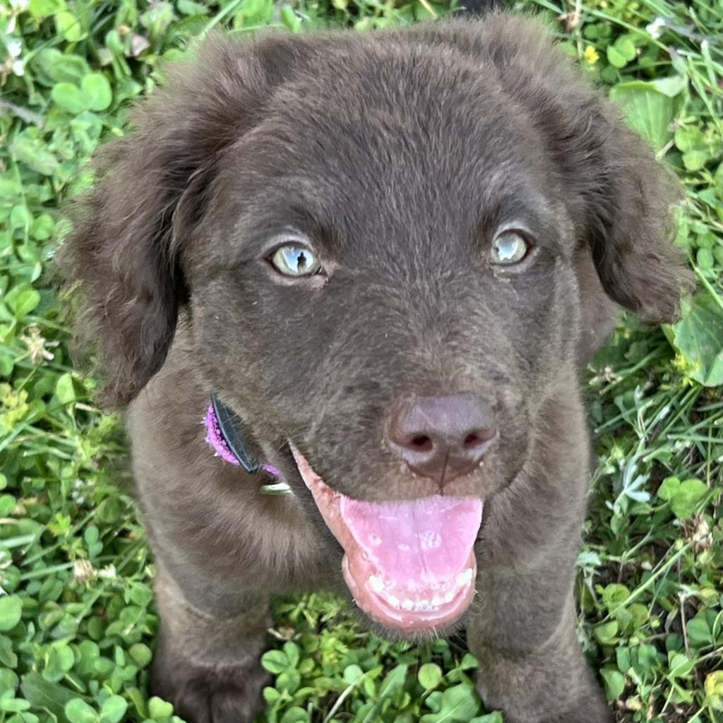 Amethyst (Shelby)