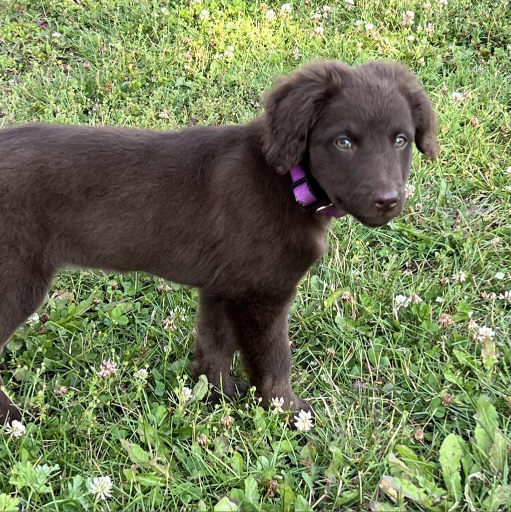 Amethyst (Shelby)