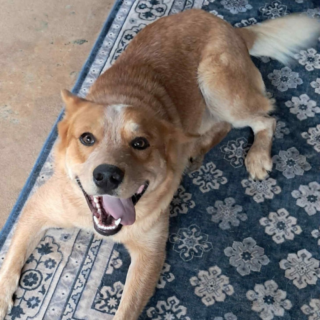 Reese II, an adoptable Cattle Dog in Waite Park, MN, 56387 | Photo Image 4