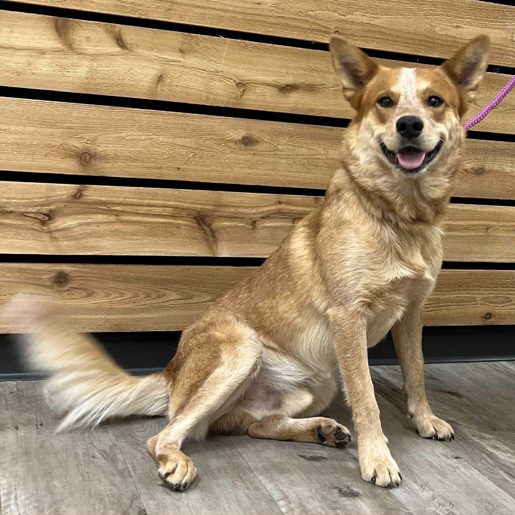 Reese II, an adoptable Cattle Dog in Waite Park, MN, 56387 | Photo Image 5