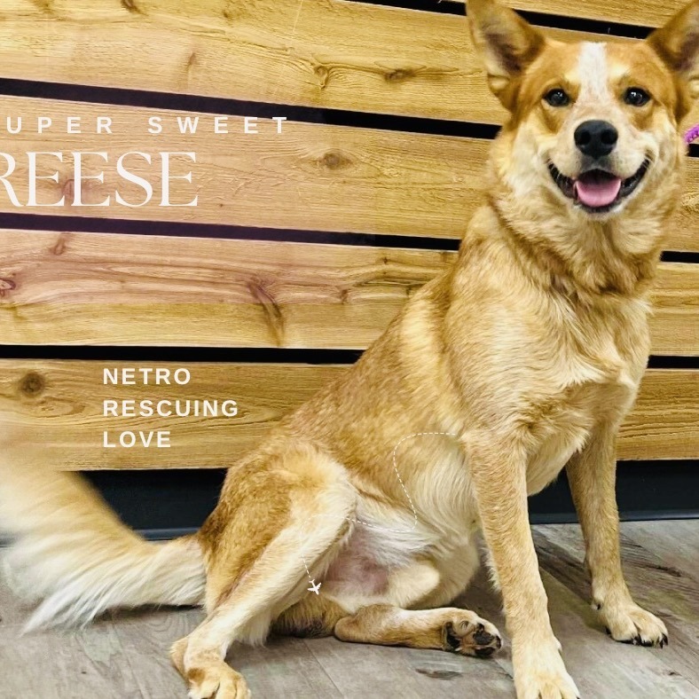 Reese II, an adoptable Cattle Dog in Waite Park, MN, 56387 | Photo Image 6