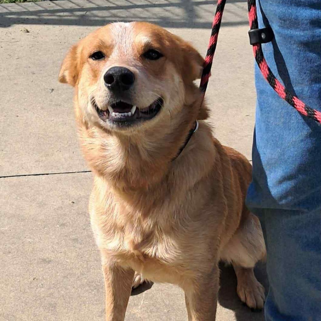Reese II, an adoptable Cattle Dog in Waite Park, MN, 56387 | Photo Image 7