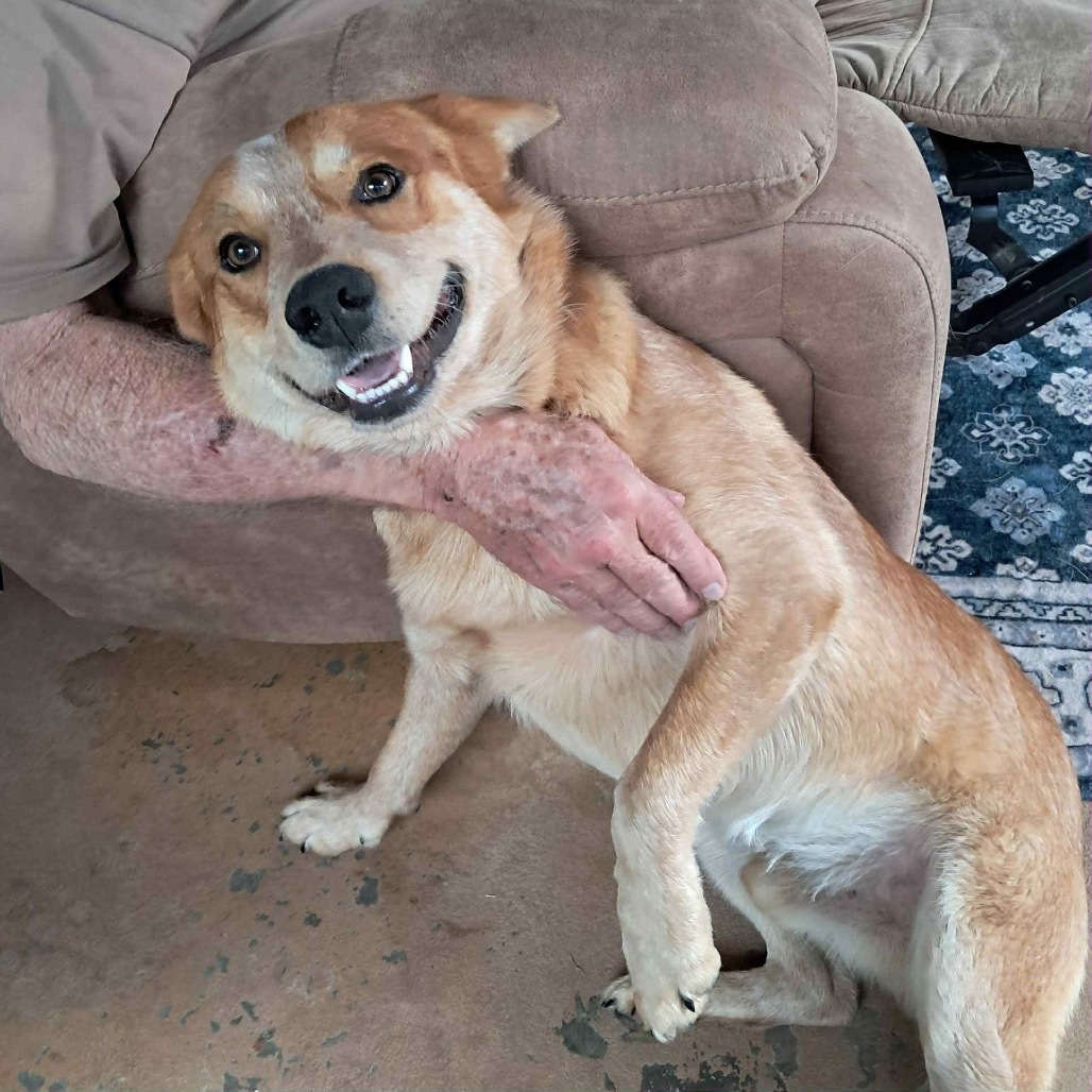 Reese II, an adoptable Cattle Dog in Waite Park, MN, 56387 | Photo Image 8