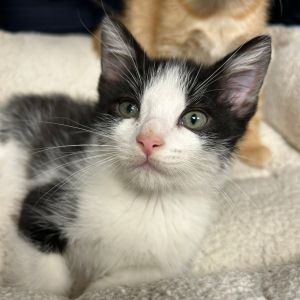 Ozzmosis, Baby Male unknown