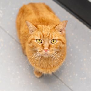 Marmalade, Senior Male unknown