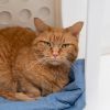 Marmalade photo 2