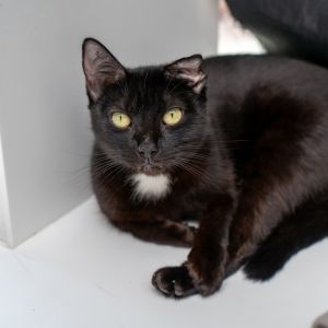 Dali, Adult Female unknown
