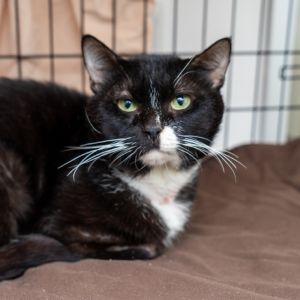 Picasso, Adult Male unknown