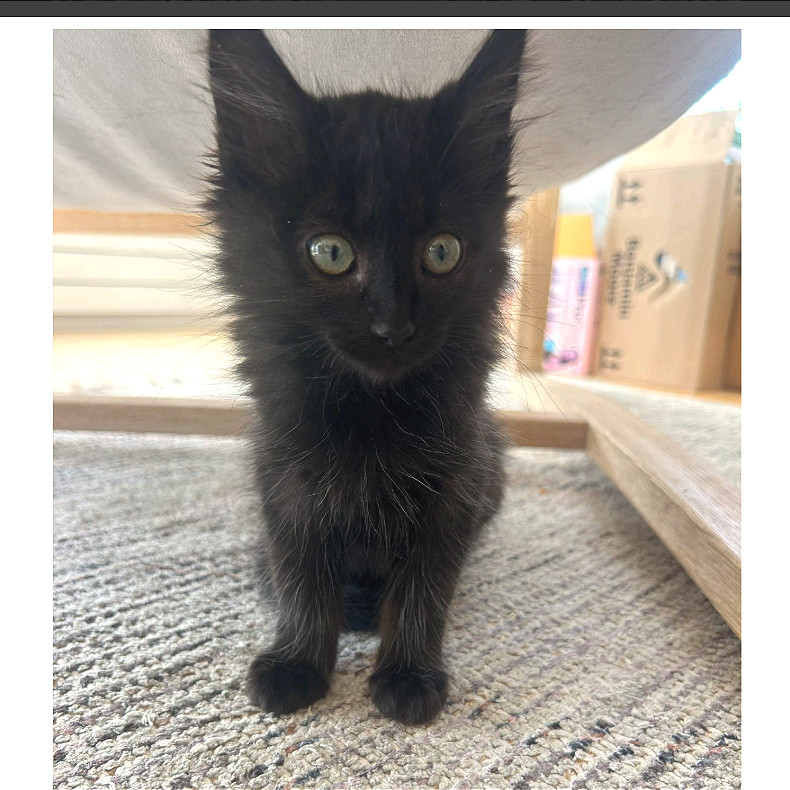 Black Jack