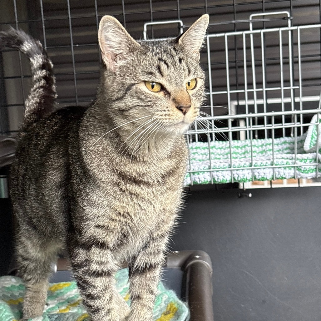 Goose, an adoptable Domestic Short Hair in Hailey, ID, 83333 | Photo Image 1