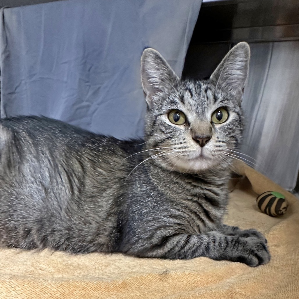 Goose, an adoptable Domestic Short Hair in Hailey, ID, 83333 | Photo Image 2