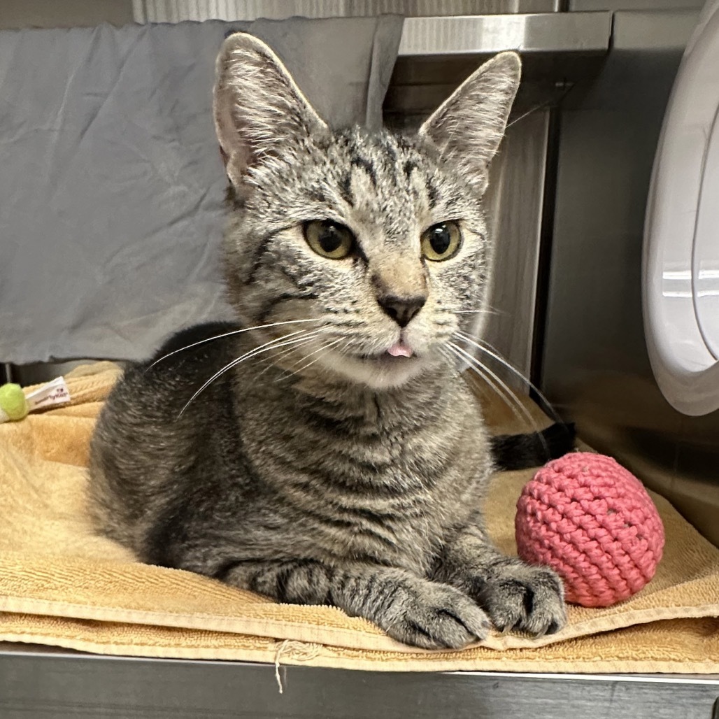 Goose, an adoptable Domestic Short Hair in Hailey, ID, 83333 | Photo Image 3