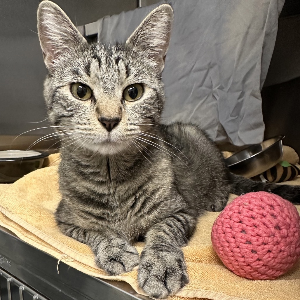 Goose, an adoptable Domestic Short Hair in Hailey, ID, 83333 | Photo Image 4