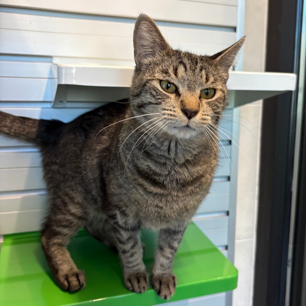 Goose, an adoptable Domestic Short Hair in Hailey, ID, 83333 | Photo Image 5