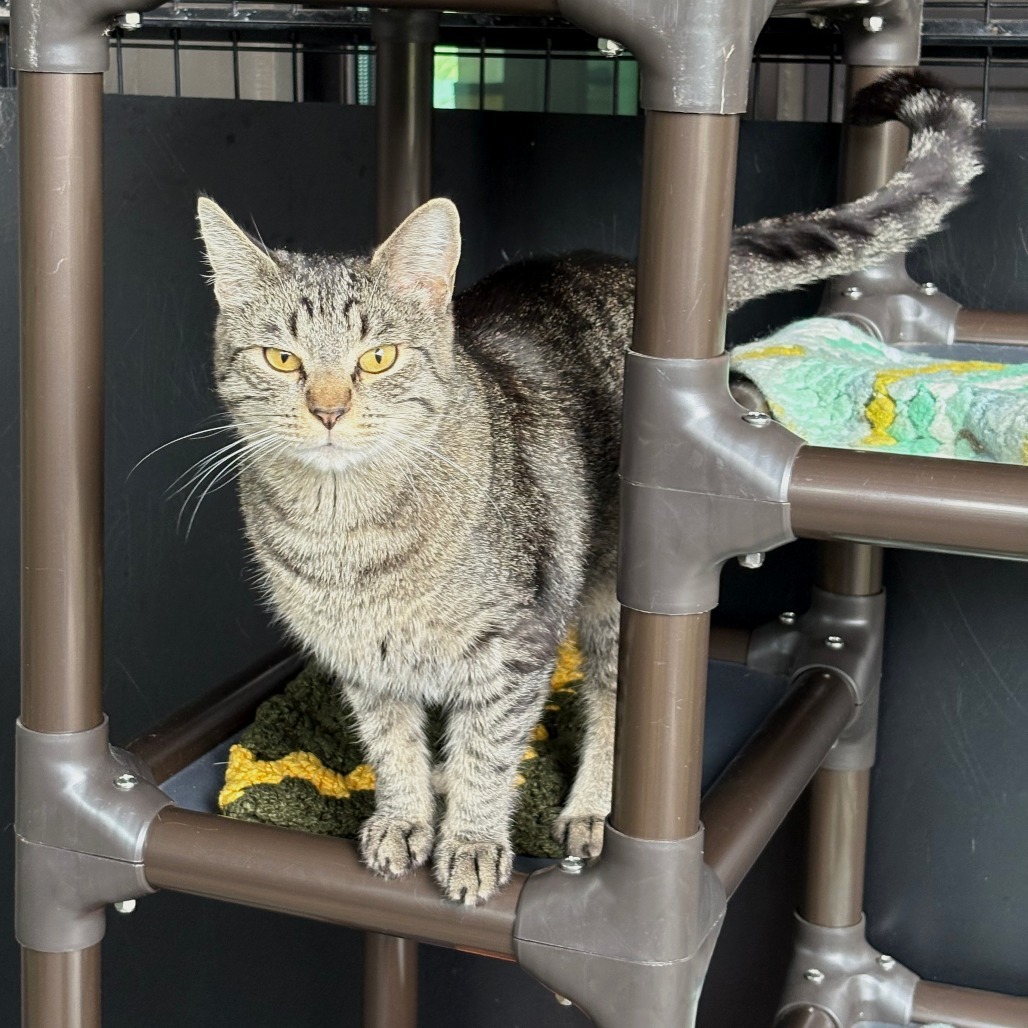 Goose, an adoptable Domestic Short Hair in Hailey, ID, 83333 | Photo Image 6