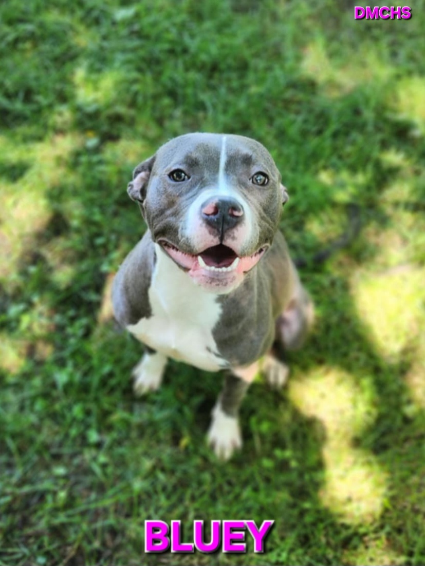 Bluey