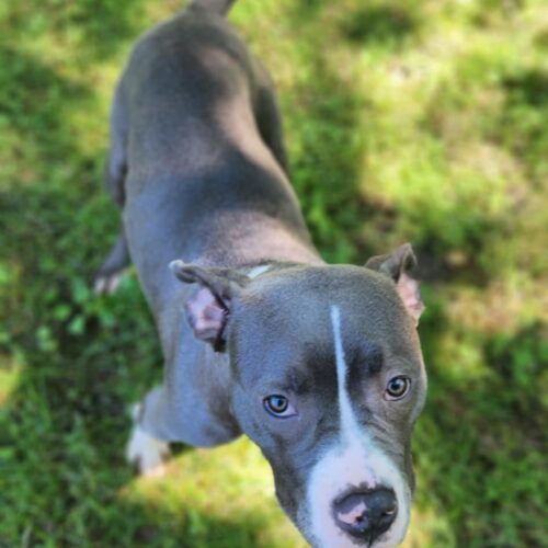 Bluey