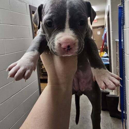 Bluey