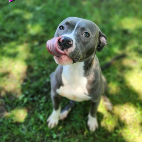 Bluey